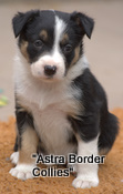 Jess pup number 4, Tricolour border collie puppy